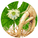 zensen-pravy-ginseng-Panax-ginseng